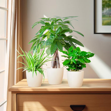 Diervriendelijke plantenbox met drie niet-giftige kamerplanten en drie handgemaakte Viber potten van bioplastic, ideaal voor een veilig en groen interieur.