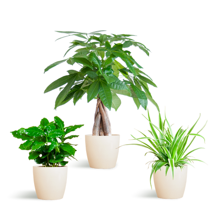 Diervriendelijke plantenbox met drie niet-giftige kamerplanten en drie handgemaakte Viber potten van bioplastic, ideaal voor een veilig en groen interieur.