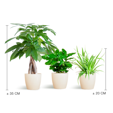 Diervriendelijke plantenbox met drie niet-giftige kamerplanten en drie handgemaakte Viber potten van bioplastic, ideaal voor een veilig en groen interieur.
