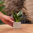 Een prachtige Sansevieria (vrouwentong) met rechtopstaande, zwaardvormige bladeren in donkergroen met goudgele randen, geplaatst in een stijlvolle pot met de tekst 