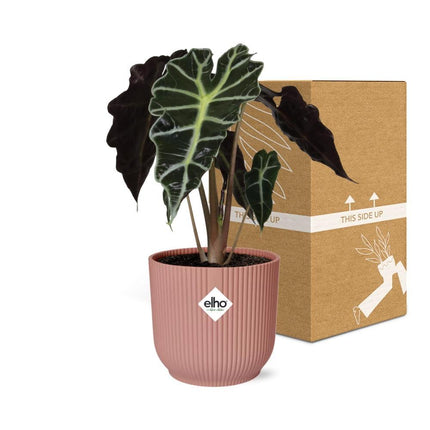 Alocasia ‘Polly’ in een roze ELHO Vibes Fold pot, 50 cm hoog, met dramatische pijlvormige bladeren en witte nerven.