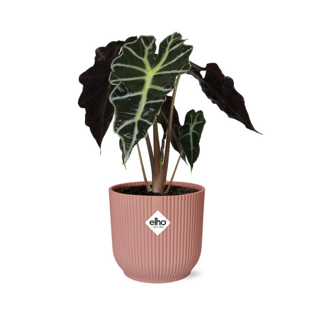 Alocasia ‘Polly’ in een roze ELHO Vibes Fold pot, 50 cm hoog, met dramatische pijlvormige bladeren en witte nerven.