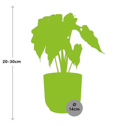 Alocasia ‘Polly’ in een roze ELHO Vibes Fold pot, 50 cm hoog, met dramatische pijlvormige bladeren en witte nerven.
