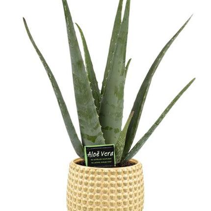 Aloe Vera in een gouden Bubble Pot, Ø19 cm potmaat, 70 cm hoog, met elegante bladeren en luchtzuiverende eigenschappen, ideaal voor een luxe en modern interieur