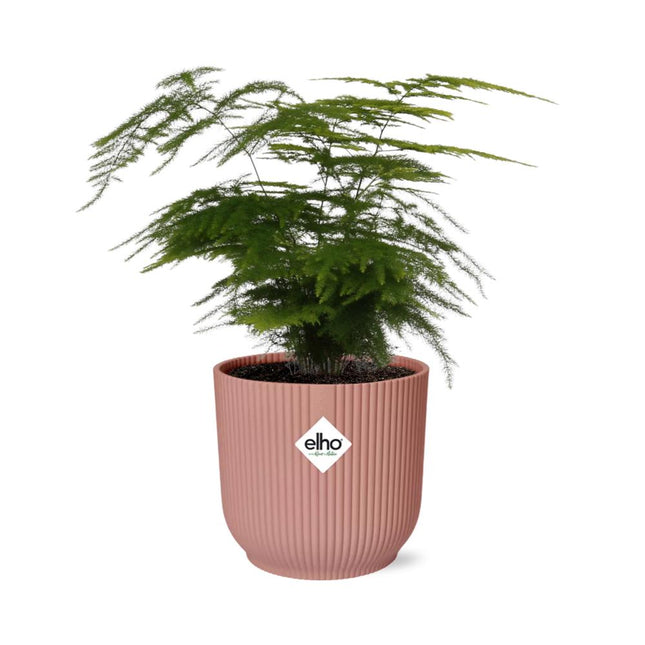 Asparagus Setaceus 'Plumosus' in een roze ELHO Vibes Fold pot - Sierlijke kamerplant met delicate, varenachtige bladeren, ideaal voor het verfraaien van binnenruimtes.