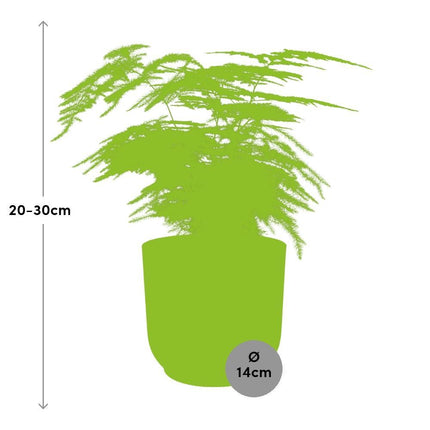 Asparagus Setaceus 'Plumosus' in een roze ELHO Vibes Fold pot - Sierlijke kamerplant met delicate, varenachtige bladeren, ideaal voor het verfraaien van binnenruimtes.