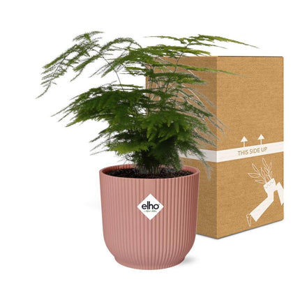 Asparagus Setaceus 'Plumosus' in een roze ELHO Vibes Fold pot - Sierlijke kamerplant met delicate, varenachtige bladeren, ideaal voor het verfraaien van binnenruimtes.
