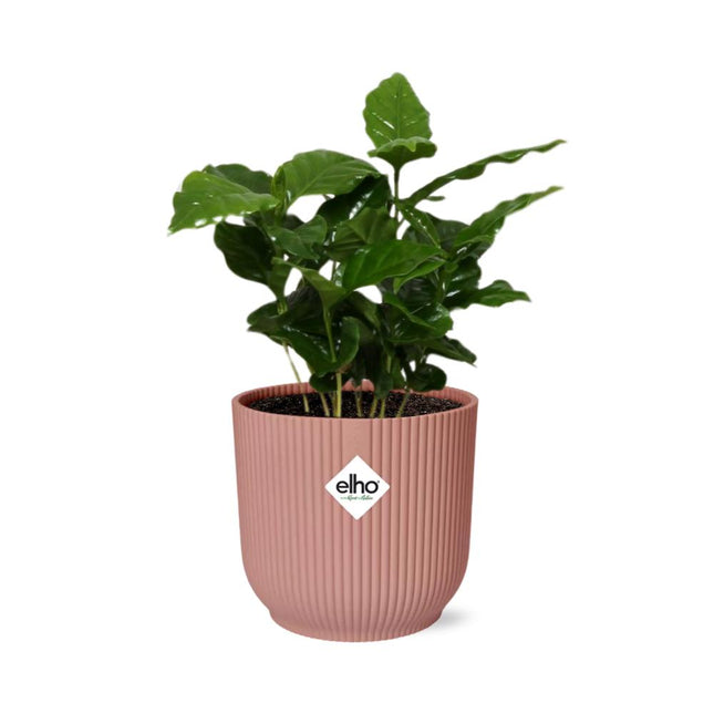Coffea Arabica in ELHO Vibes Fold pot roze - Kamerplant met groene bladeren, hoogte 60cm, potmaat 14cm
