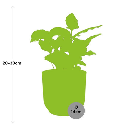 Coffea Arabica in ELHO Vibes Fold pot roze - Kamerplant met groene bladeren, hoogte 60cm, potmaat 14cm