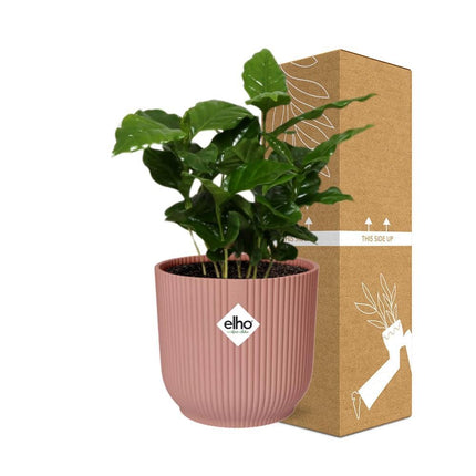 Coffea Arabica in ELHO Vibes Fold pot roze - Kamerplant met groene bladeren, hoogte 60cm, potmaat 14cm.