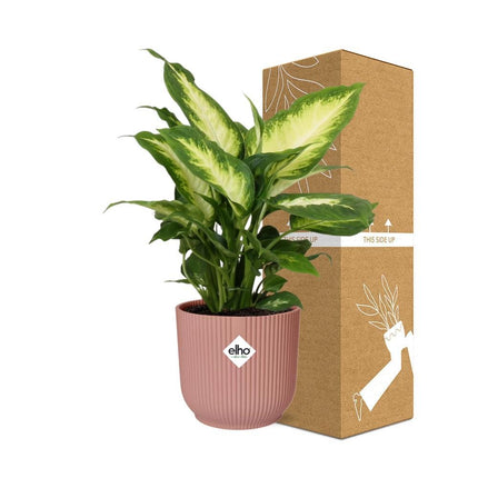 Dieffenbachia ‘Camilla’ in roze ELHO Vibes Fold pot, 40 cm hoog met grote bonte bladeren, perfect voor binnenhuisdecoratie.