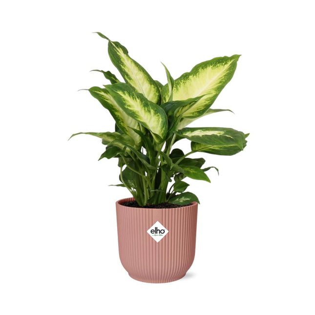 Dieffenbachia ‘Camilla’ in roze ELHO Vibes Fold pot, 40 cm hoog met grote bonte bladeren, perfect voor binnenhuisdecoratie.