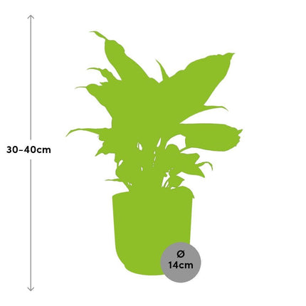 Dieffenbachia ‘Camilla’ in roze ELHO Vibes Fold pot, 40 cm hoog met grote bonte bladeren, perfect voor binnenhuisdecoratie.