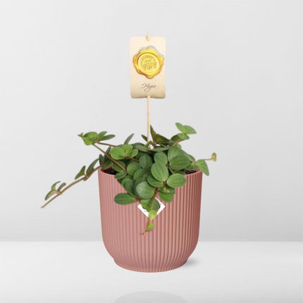 Peperomia 'Hope' in een roze ELHO Vibes Fold pot van 14 cm - Compacte en elegante kamerplant