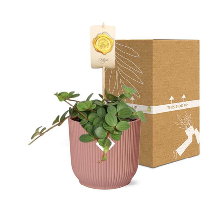 Peperomia 'Hope' in een roze ELHO Vibes Fold pot van 14 cm - Compacte en elegante kamerplant
