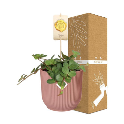 Peperomia 'Hope' in een roze ELHO Vibes Fold pot van 14 cm - Compacte en elegante kamerplant en verzending