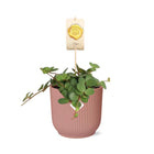 Peperomia 'Hope' in een roze ELHO Vibes Fold pot van 14 cm - Compacte en elegante kamerplant