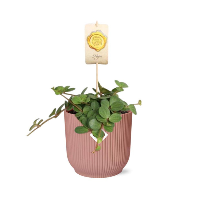 Peperomia 'Hope' in een roze ELHO Vibes Fold pot van 14 cm - Compacte en elegante kamerplant