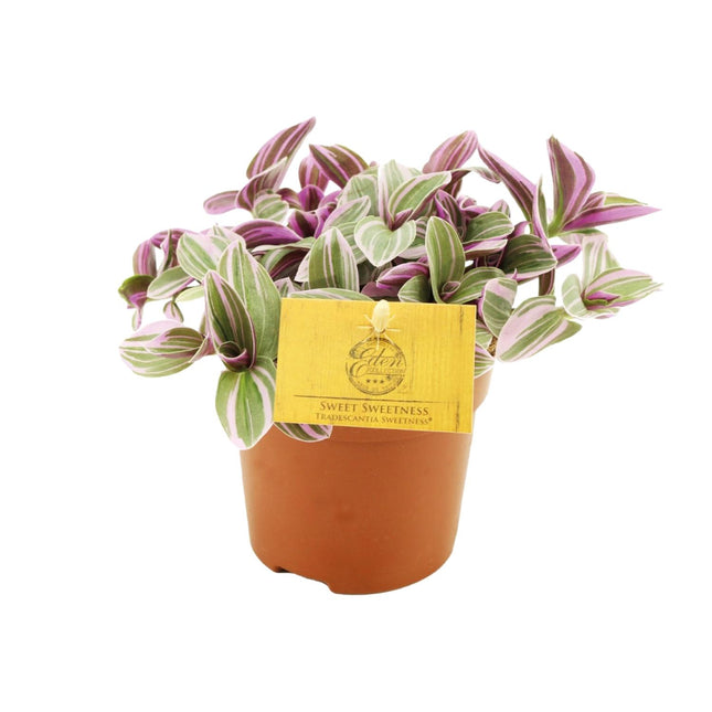 Tradescantia 'Sweetness' - Kleurrijke hangplant