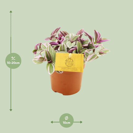 Tradescantia 'Sweetness' - Kleurrijke hangplant