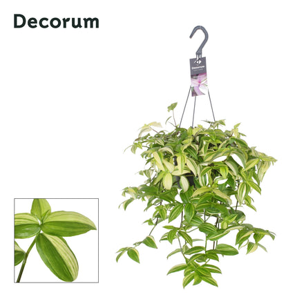 Tradescantia 'Yellow Hill' - Zonnige hangplant