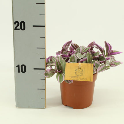 Tradescantia 'Sweetness' - Kleurrijke hangplant