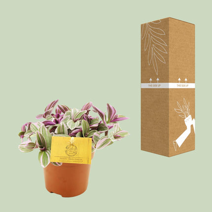 Tradescantia 'Sweetness' - Kleurrijke hangplant