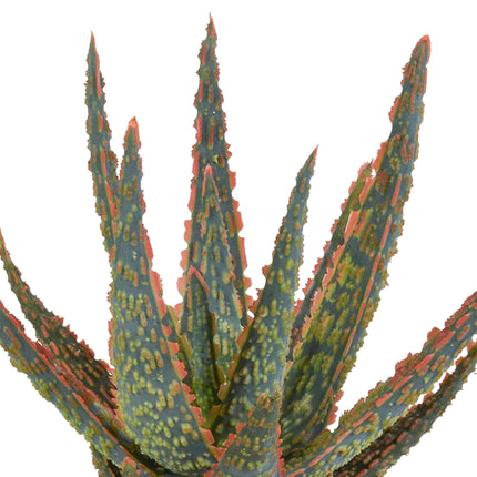 De afbeelding toont een Aloë Zebrina 'Dannyz' in een stijlvolle, witte pot met een diameter van 10,5 cm. De groene bladeren met zilveren accenten staan in prachtig contrast met de witte pot, wat zorgt voor een verfijnd en modern uiterlijk. Perfect als decoratief accent op een bureau, tafel of vensterbank.