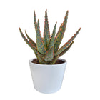 De afbeelding toont een Aloë Zebrina 'Dannyz' in een stijlvolle, witte pot met een diameter van 10,5 cm. De groene bladeren met zilveren accenten staan in prachtig contrast met de witte pot, wat zorgt voor een verfijnd en modern uiterlijk. Perfect als decoratief accent op een bureau, tafel of vensterbank.