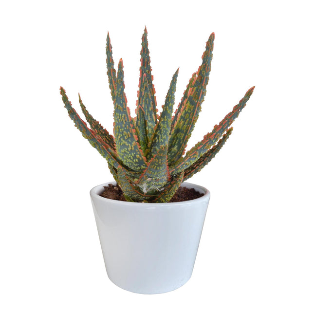 De afbeelding toont een Aloë Zebrina 'Dannyz' in een stijlvolle, witte pot met een diameter van 10,5 cm. De groene bladeren met zilveren accenten staan in prachtig contrast met de witte pot, wat zorgt voor een verfijnd en modern uiterlijk. Perfect als decoratief accent op een bureau, tafel of vensterbank.