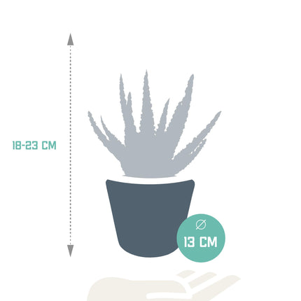 De afbeelding toont een Aloë Zebrina 'Dannyz' in een stijlvolle, witte pot met een diameter van 10,5 cm. De groene bladeren met zilveren accenten staan in prachtig contrast met de witte pot, wat zorgt voor een verfijnd en modern uiterlijk. Perfect als decoratief accent op een bureau, tafel of vensterbank.