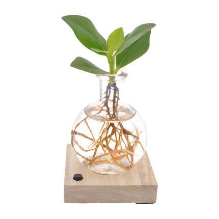  Compacte Clusia plant in een Samoa-glas van Ø5cm en ↕10cm met geïntegreerde LED-verlichting, ideaal voor kleine ruimtes, met mooie en onderscheidende bladeren, perfect voor binnenruimtes zoals huizen of kantoren