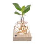  Compacte Clusia plant in een Samoa-glas van Ø5cm en ↕10cm met geïntegreerde LED-verlichting, ideaal voor kleine ruimtes, met mooie en onderscheidende bladeren, perfect voor binnenruimtes zoals huizen of kantoren