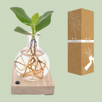  Compacte Clusia plant in een Samoa-glas van Ø5cm en ↕10cm met geïntegreerde LED-verlichting, ideaal voor kleine ruimtes, met mooie en onderscheidende bladeren, perfect voor binnenruimtes zoals huizen of kantoren