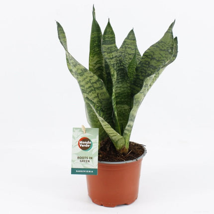 De afbeelding toont de Sansevieria Black Coral, een elegante plant met een potmaat van 12 cm en een hoogte van 35 cm. De stevige, zwaardvormige bladeren hebben een diepe, donkere kleur die variëren van donkergroen tot bijna zwart, wat de plant een moderne en stijlvolle uitstralingeze onderhoudsarme plant is perfect voor plaatsing in halfschaduw op vensterbanken, tafels of bureaus, en biedt een stijlvolle en verfrissende toevoeging aan elke ruimte.