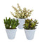 De afbeelding toont een Crassula Mix, bestaande uit drie vetplanten in strakke, witte potten van 8,5 cm. De verschillende bladvormen en texturen van de Crassula’s zorgen voor een natuurlijke en stijlvolle uitstraling. Perfect als subtiele decoratie voor thuis of op kantoor.