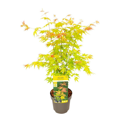 Acer palmatum 'Orange Dream' - Japanse esdoorn met seizoensgebonden kleurverandering, potmaat Ø19cm, hoogte 40cm