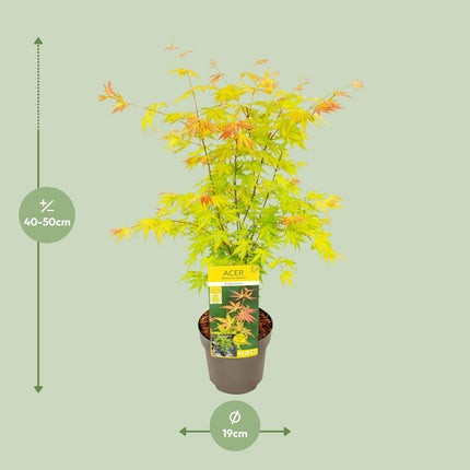 Acer palmatum 'Orange Dream' - Japanse esdoorn met seizoensgebonden kleurverandering, potmaat Ø19cm, hoogte 40cm