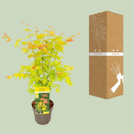 Acer palmatum 'Orange Dream', een Japanse esdoorn met een hoogte van 40 cm en een potmaat van 19 cm. De bladeren beginnen in het voorjaar als feloranje, veranderen naar geelgroen in de zomer en keren in de herfst terug naar een warme oranje tint. Deze compacte en elegante plant is perfect voor vensterbanken, tafels of bureaus en biedt een stijlvolle en levendige toevoeging aan elke ruimte.