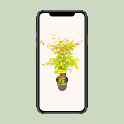 Acer palmatum 'Orange Dream', een Japanse esdoorn met een hoogte van 40 cm en een potmaat van 19 cm. De bladeren beginnen in het voorjaar als feloranje, veranderen naar geelgroen in de zomer en keren in de herfst terug naar een warme oranje tint. Deze compacte en elegante plant is perfect voor vensterbanken, tafels of bureaus en biedt een stijlvolle en levendige toevoeging aan elke ruimte.