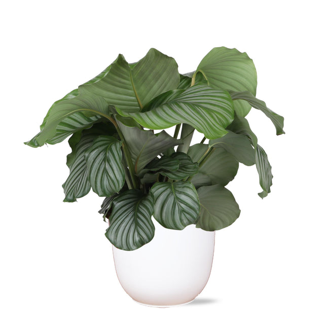 Calathea Orbifolia - Elegante tropische kamerplant met grote, ronde bladeren en een Boule WIT pot, hoogte 70cm, potmaat Ø21cm
