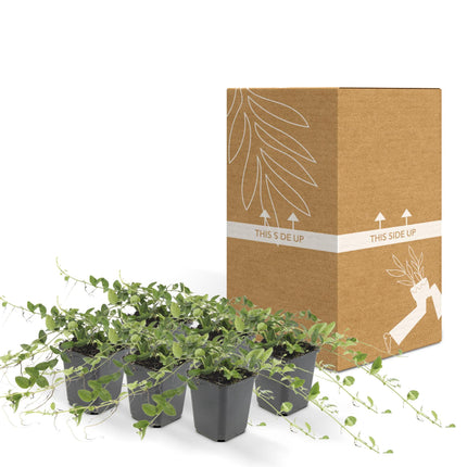 Op de afbeelding ziet u zes compacte Vinca minor 'Alba' planten, elk in een pot met een diameter van 9 cm en een hoogte variërend van 10-25 cm. De planten hebben donkergroene, glanzende bladeren en zijn bezaaid met zuiver witte bloemen.