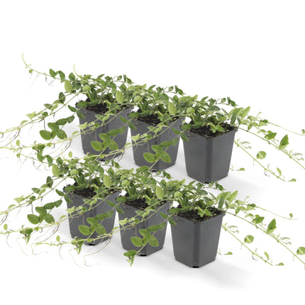 Op de afbeelding ziet u zes compacte Vinca minor 'Alba' planten, elk in een pot met een diameter van 9 cm en een hoogte variërend van 10-25 cm. De planten hebben donkergroene, glanzende bladeren en zijn bezaaid met zuiver witte bloemen.
