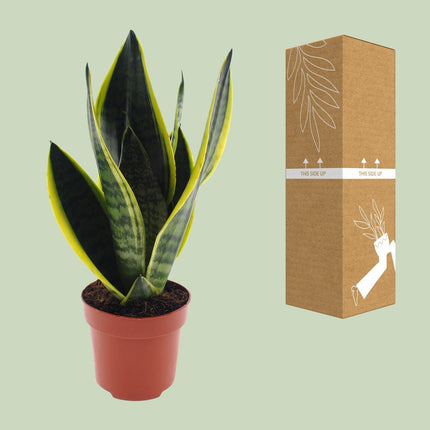Sansevieria Futura Superba, een elegante plant met een potmaat van 12 cm en een hoogte van 30 cm. De stevige, zwaardvormige bladeren hebben een unieke, gedurfde tekening met gouden randen, wat de plant een opvallend uiterlijk geeft. 