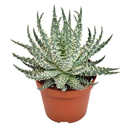 De afbeelding toont de Desert Star Aloe mara, een elegante plant met een potmaat van 10.5 cm en een hoogte van 15 cm. De Aloe Mara heeft sierlijke, puntige bladeren die groen zijn met subtiele oranje accenten, wat doet denken aan exotische woestijnlandschappen. Deze compacte en stijlvolle plant staat ideaal op vensterbanken, bureaus of planken, en voegt een vleugje natuurlijke schoonheid toe aan elke ruimte.