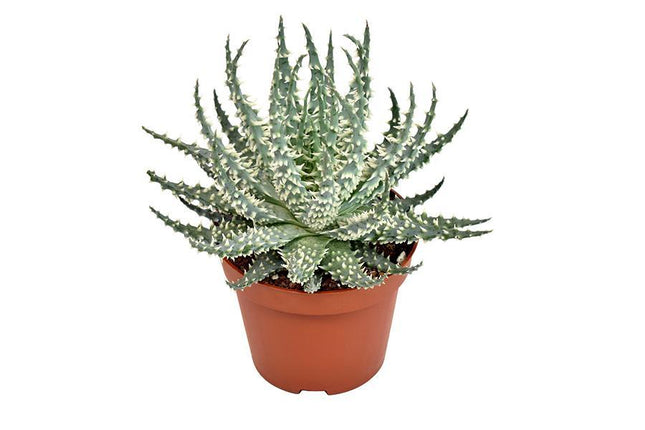 De afbeelding toont de Desert Star Aloe mara, een elegante plant met een potmaat van 10.5 cm en een hoogte van 15 cm. De Aloe Mara heeft sierlijke, puntige bladeren die groen zijn met subtiele oranje accenten, wat doet denken aan exotische woestijnlandschappen. Deze compacte en stijlvolle plant staat ideaal op vensterbanken, bureaus of planken, en voegt een vleugje natuurlijke schoonheid toe aan elke ruimte.