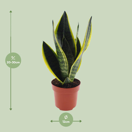 Sansevieria Futura Superba, een elegante plant met een potmaat van 12 cm en een hoogte van 30 cm. De stevige, zwaardvormige bladeren hebben een unieke, gedurfde tekening met gouden randen, wat de plant een opvallend uiterlijk geeft. 