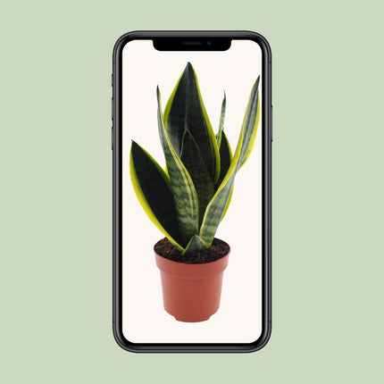 Sansevieria Futura Superba, een elegante plant met een potmaat van 12 cm en een hoogte van 30 cm. De stevige, zwaardvormige bladeren hebben een unieke, gedurfde tekening met gouden randen, wat de plant een opvallend uiterlijk geeft. 