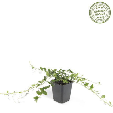 Op de afbeelding ziet u zes compacte Vinca minor 'Alba' planten, elk in een pot met een diameter van 9 cm en een hoogte variërend van 10-25 cm. De planten hebben donkergroene, glanzende bladeren en zijn bezaaid met zuiver witte bloemen.