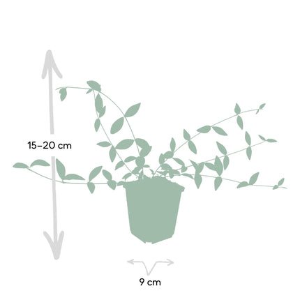 Vinca minor 'Alba' 6x